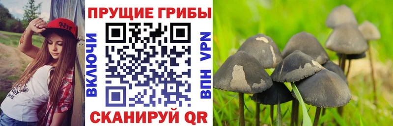 Псилоцибиновые грибы GOLDEN TEACHER  Купить где  Нариманов 